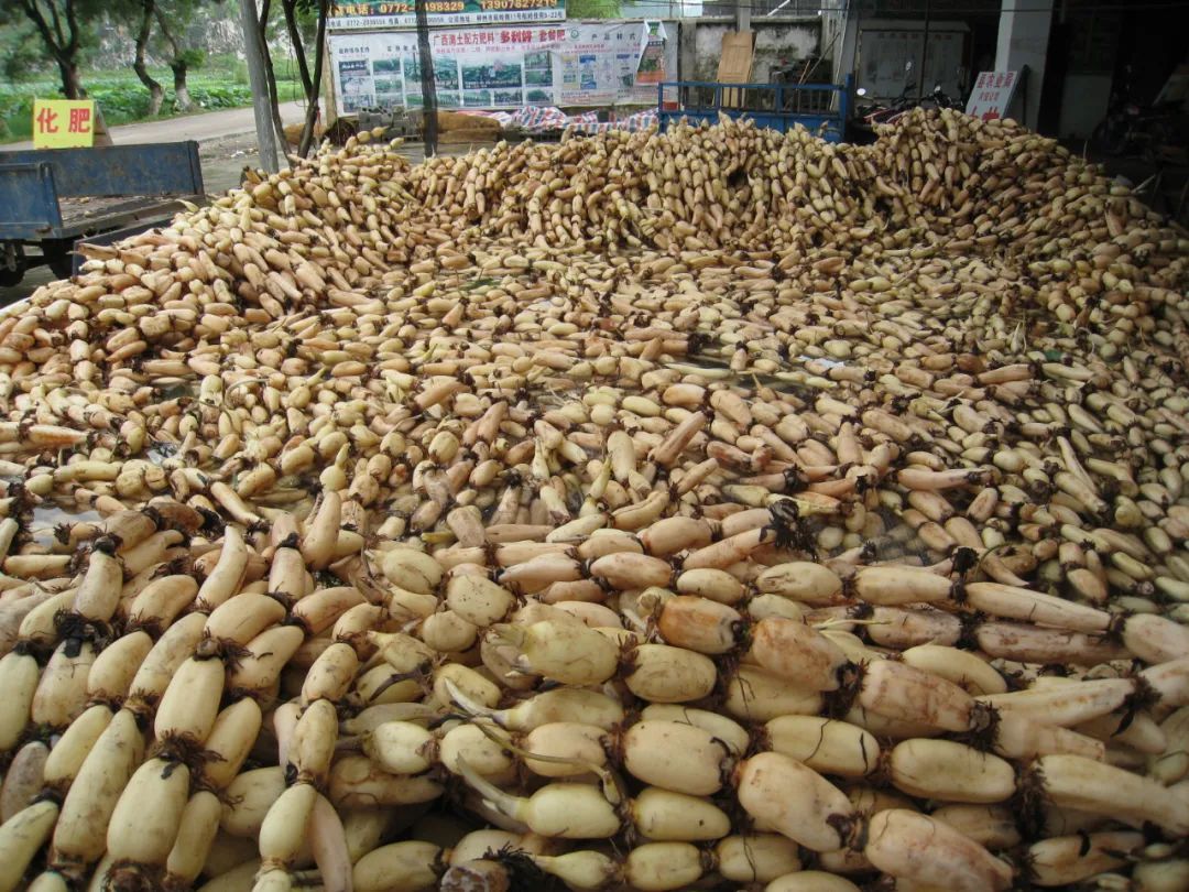 据了解,百朋镇双季莲藕种植面积3.2万亩,亩产3000至3500斤,年产值3.