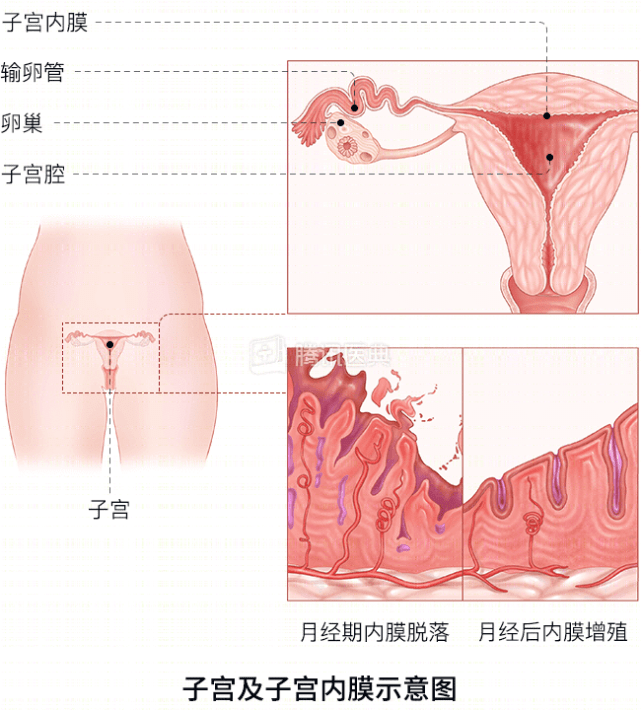 子宫内膜薄，会影响怀孕吗？