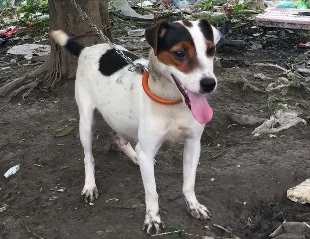 原创超牛这几种狗在狩猎场上绝对拔得头筹