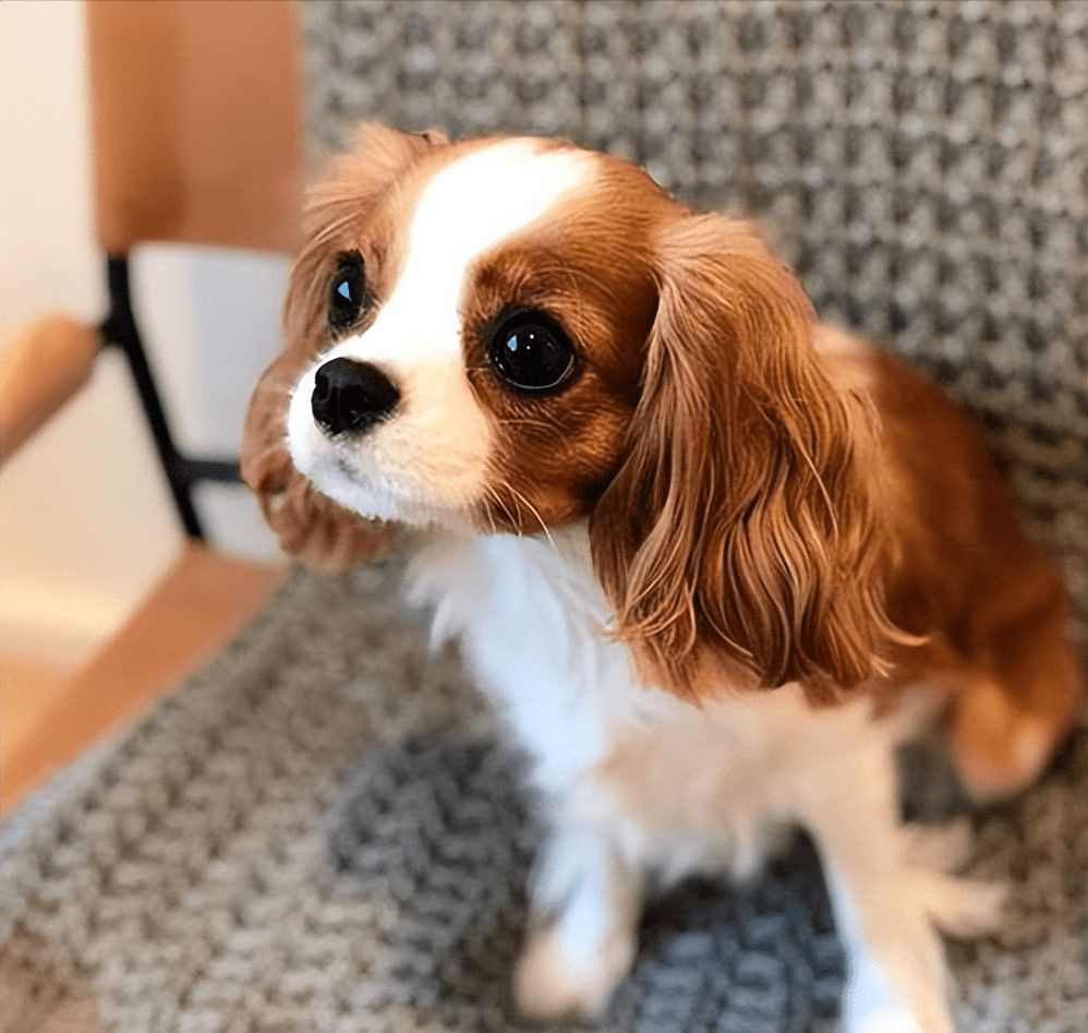 "查理王小猎犬"这么优秀,难怪养过一次,就不想换狗了_毛发_遗传病