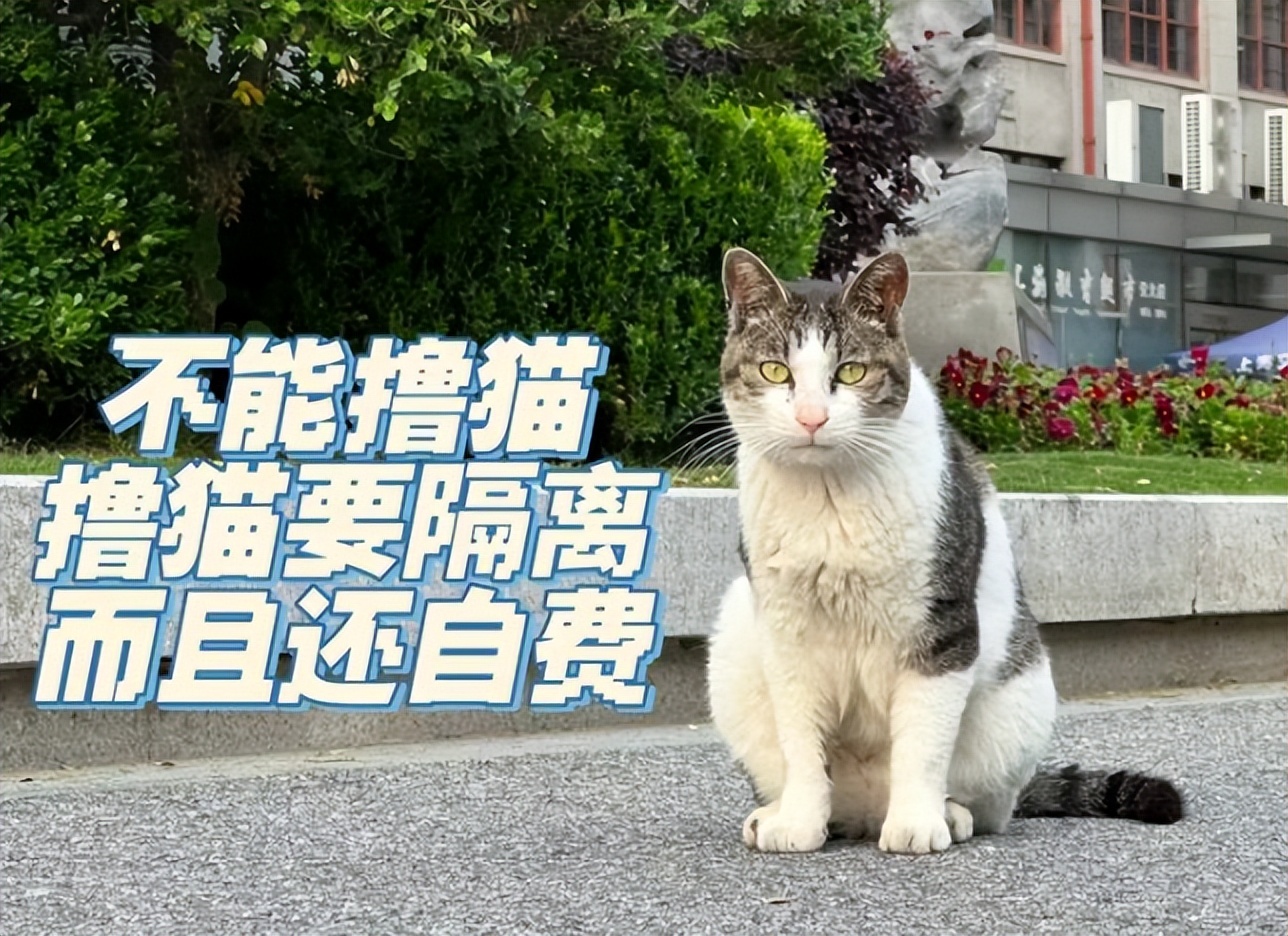 上海交大博士逗猫被处分，爱猫人士懵了，校方回应是“顶风作案”