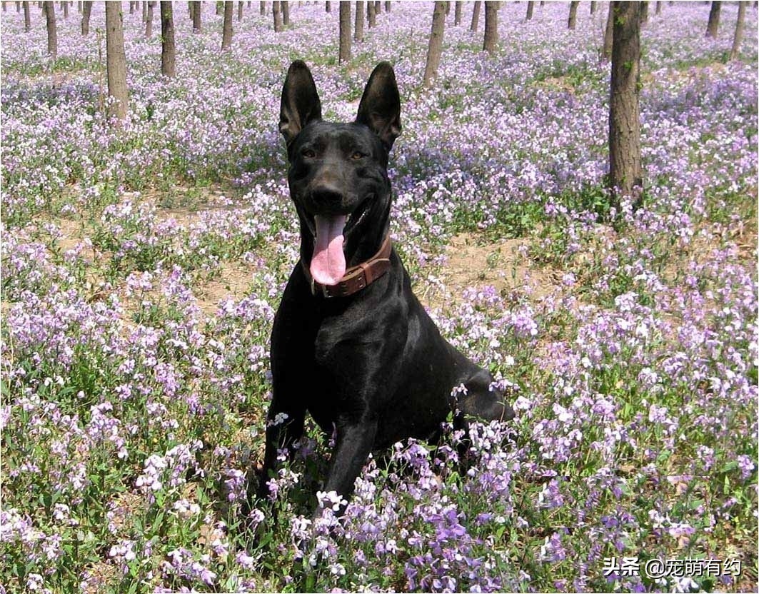 黑狼犬,威武帥氣,英勇善戰,遺憾的是沒有進入我國警犬序列_性格_主人