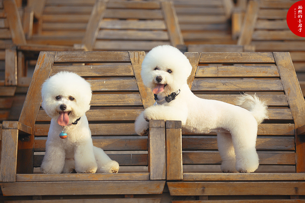 纯种比熊犬聪明吗牌子价格