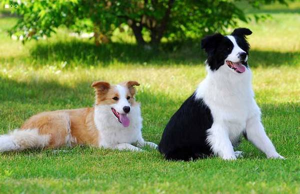 地球上3大最聪明又好养的狗狗，边牧和拉布拉多你最喜欢哪个？_牧羊犬_家庭_伴侣
