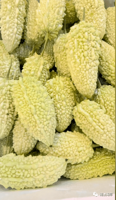 南澳岛白珠苦瓜"好食"来袭. ._潮汕_夏天_海岛