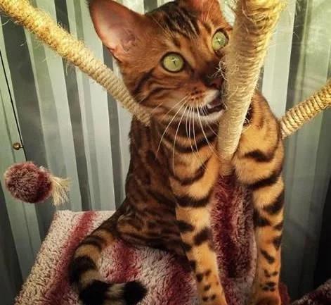 猫咪由于外表长得太像老虎走红网友一看就是惹不起的猫