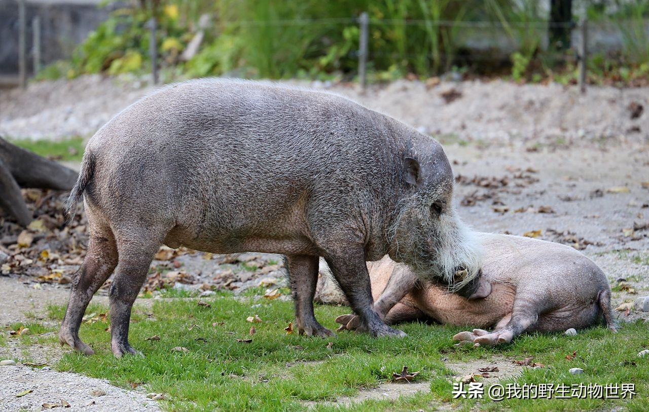 原创加里曼丹岛罕见的野猪交配完就堵住雌性的通道还喜欢吃海鲜