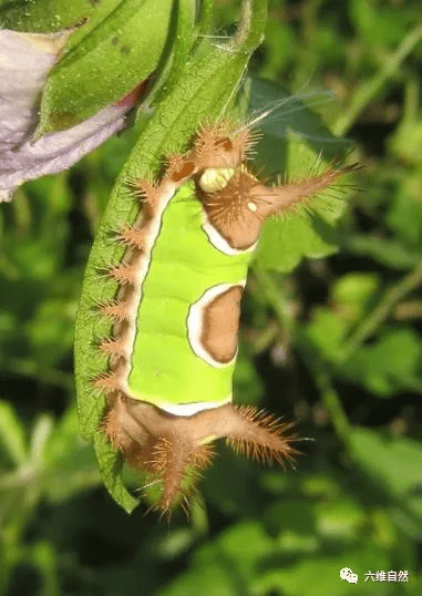原创美洲有一种分辨度很高毛毛虫像穿着绿色衣服浑身却布满毒毛刺