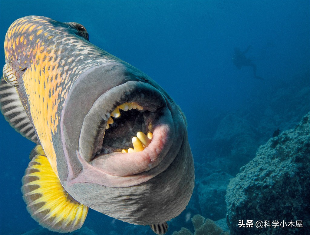 泰坦扳机鱼通常会选择在珊瑚之间平坦的沙地上筑巢,这种鱼类的防御性