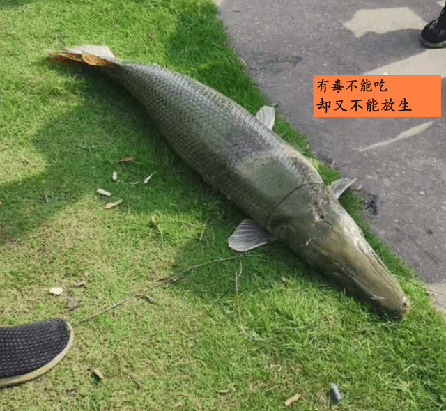原创头疼了广东男子在珠江钓起鳄雀鳝不能吃又不能放生