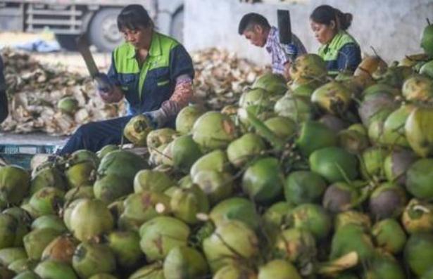 盛产椰子的海南，为何还要从东南亚进口大量椰子？原因很真实