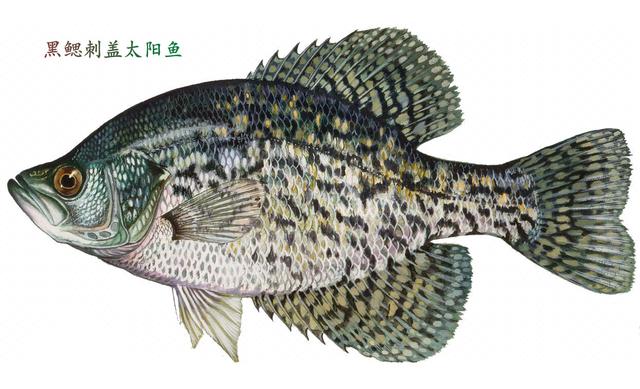 武漢東湖出現綠皮怪魚,有人連續釣起兩條,隨後放生_蓋太陽_釣魚人