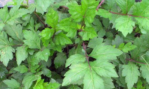 乡下1野草,人称"珍珠菜",能降血压能减肥却少有人懂,可惜了_植物_人们