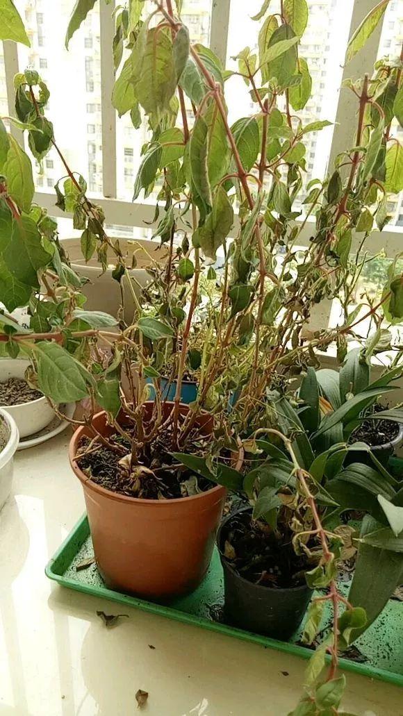 倒挂金钟喜欢凉爽一些的生长环境,夏天热的时候,容易枯萎死掉.