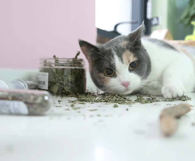 原创人对猫薄荷有反应吗猫薄荷可以放猫粮里吗