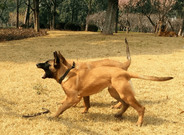 所謂的馬犬其實就是馬裡努阿犬,這種狗狗的體型相對來說,會比一般的