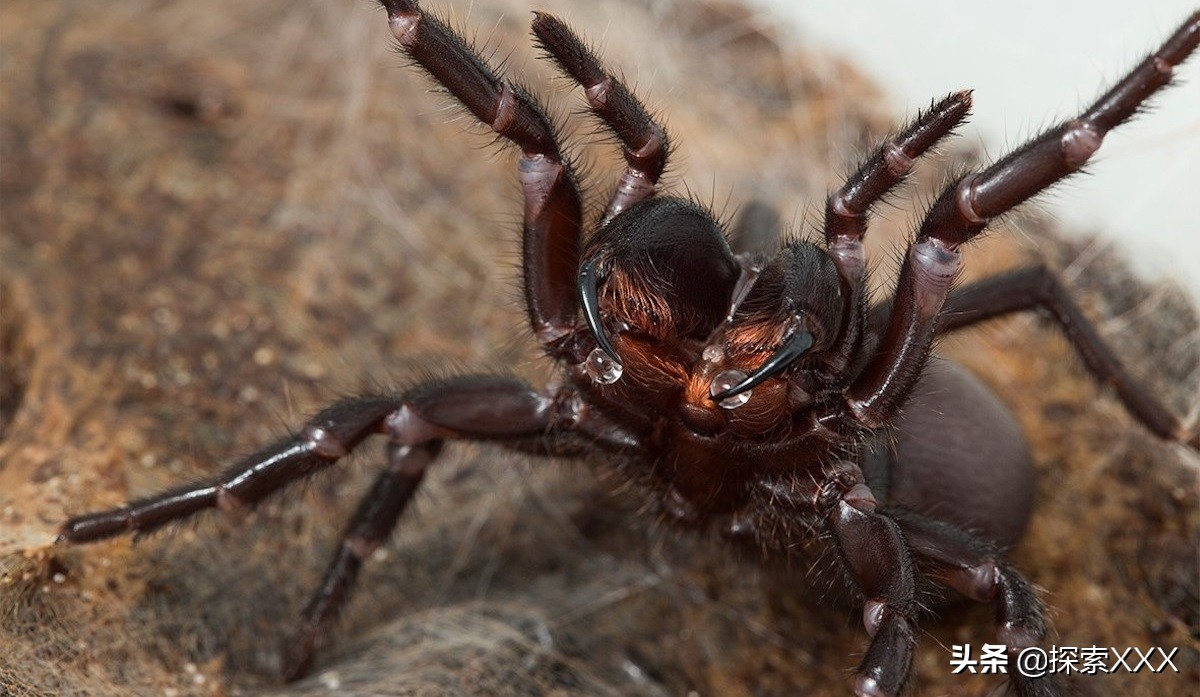 澳大利亚漏斗形蜘蛛图片