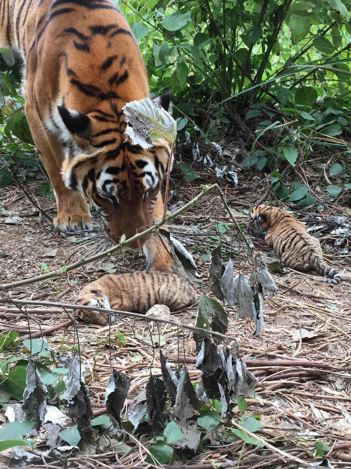 截止到2013年,非洲老虎谷一共有15只华南虎.