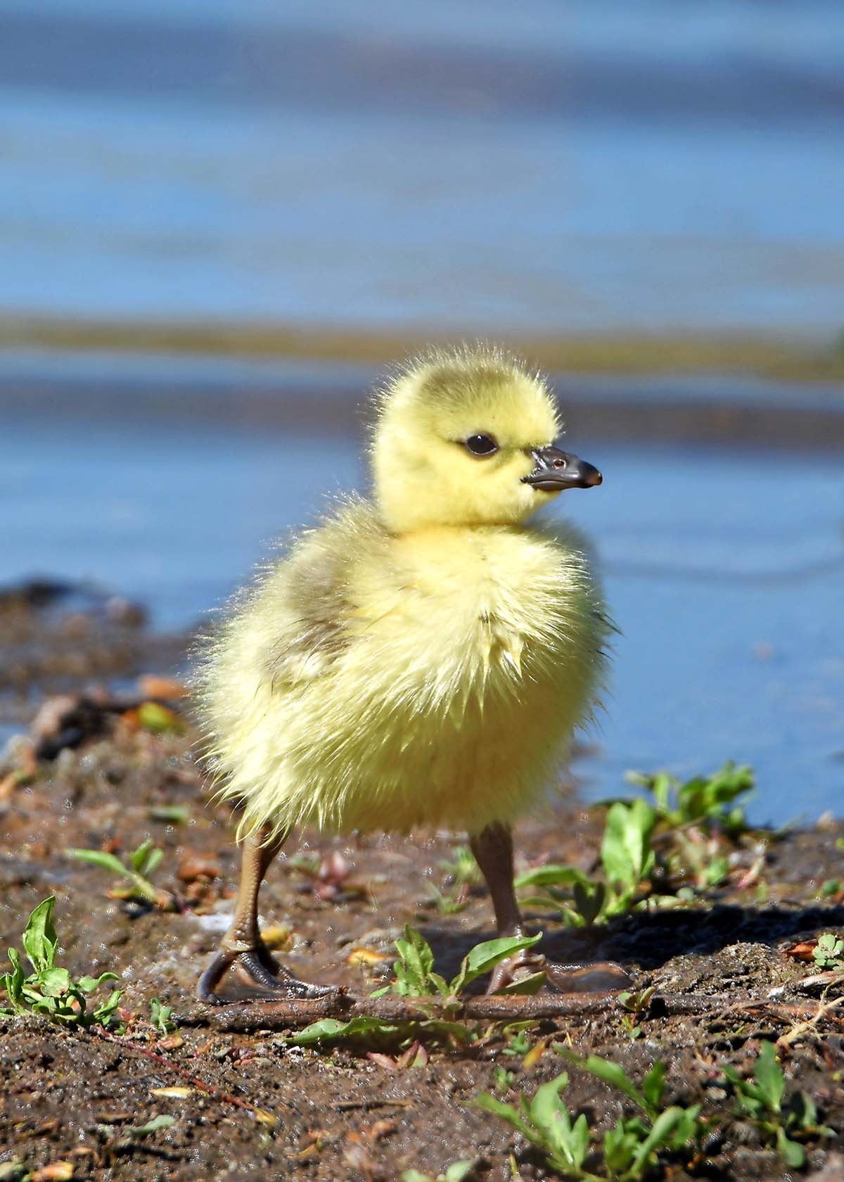 原创爱鸟摄影师拍摄的一组幼鸟超可爱的瞬间