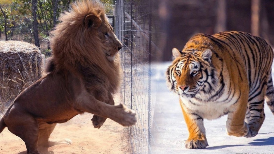 原创虎啸非洲是真的吗虎王罗恩真能独自杀死两头雄狮