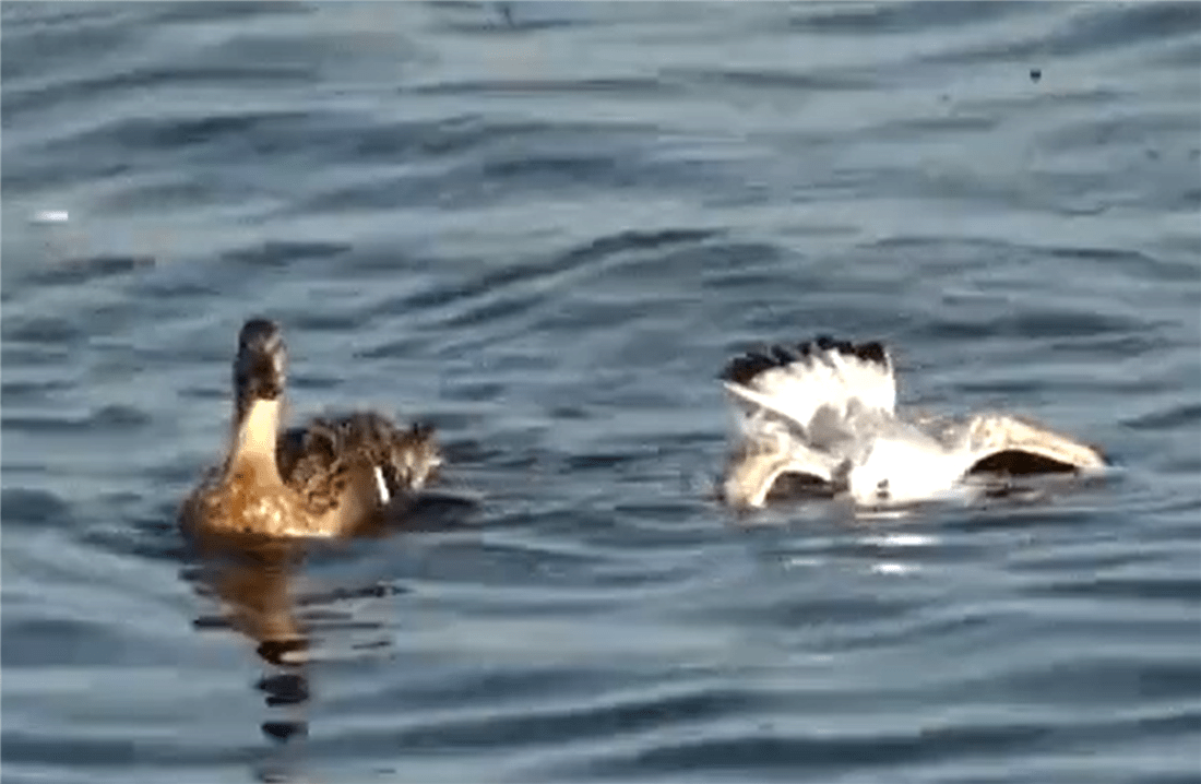 叼鱼狼捕捉小野鸭被母鸭追着打装死后叼走小鸭却被啄瞎了眼