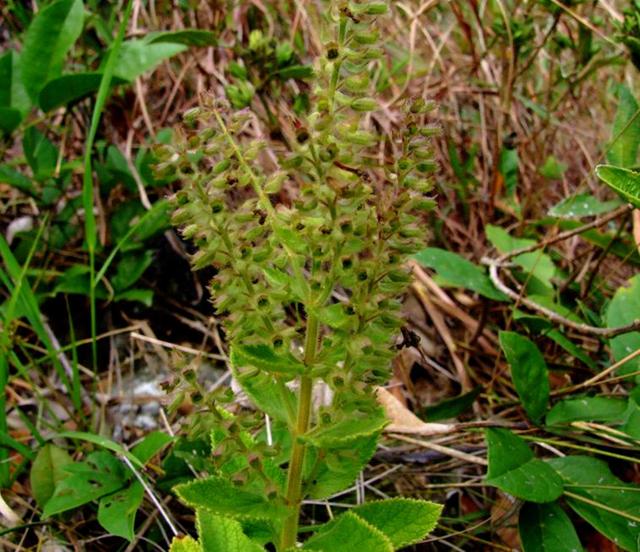 农村野草"三叉金",嚼3片叶子可治牙痛,"虫牙药",认识的少_植物_老人