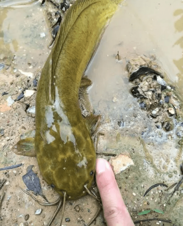 垃圾鱼广东钓友废弃藕塘爆钓塘鲺鱼晒到朋友圈却被众人吐槽