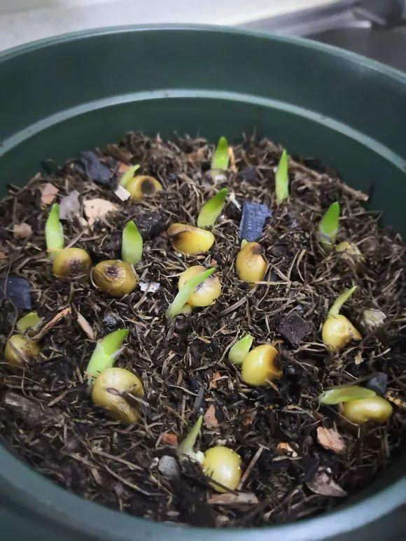 3种"碎渣渣",是养花的好材料,掺土里花儿蹭蹭长,开爆盆!