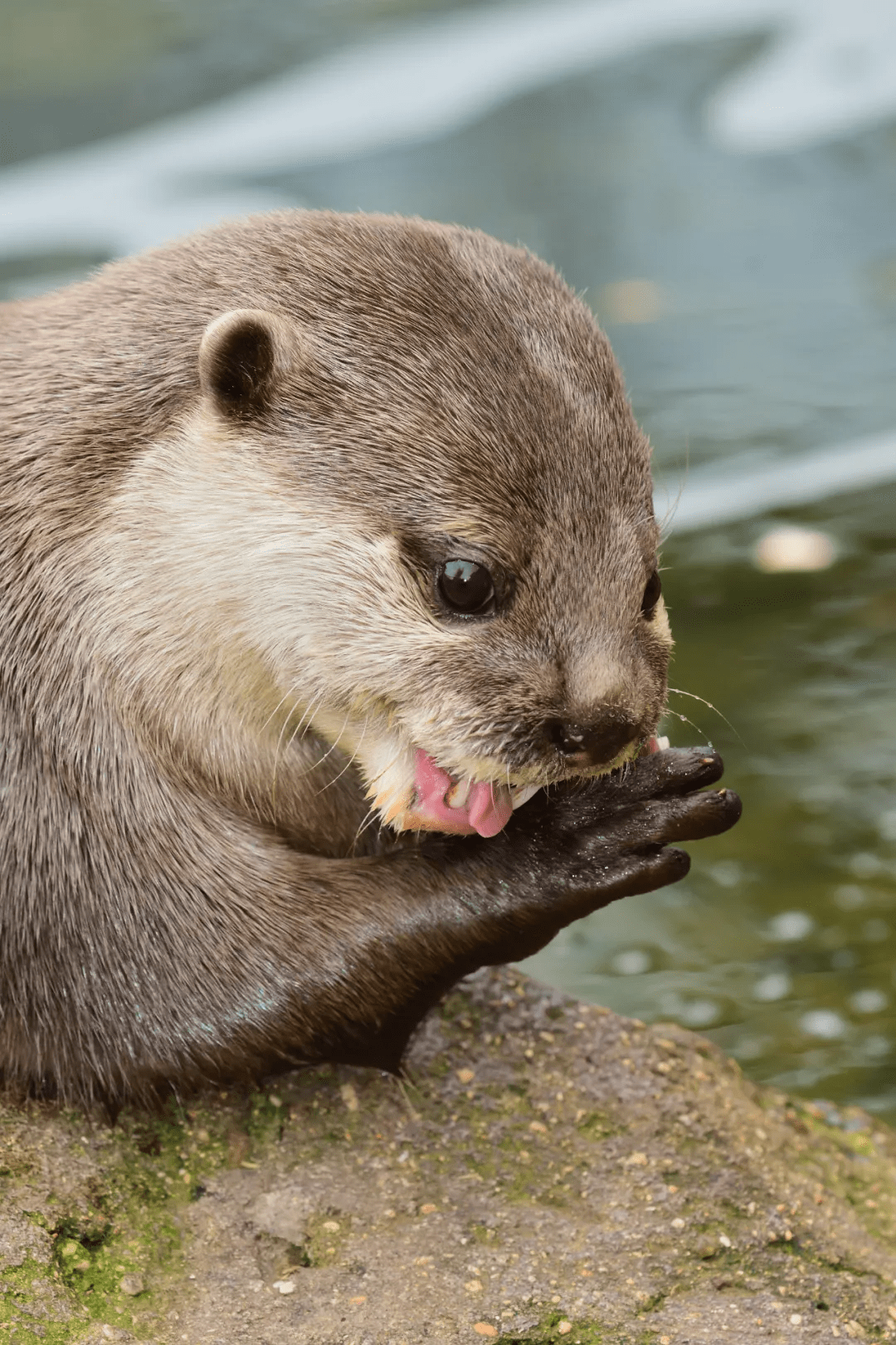 萌即是正义盘点中国那些长得特别萌的野生动物们