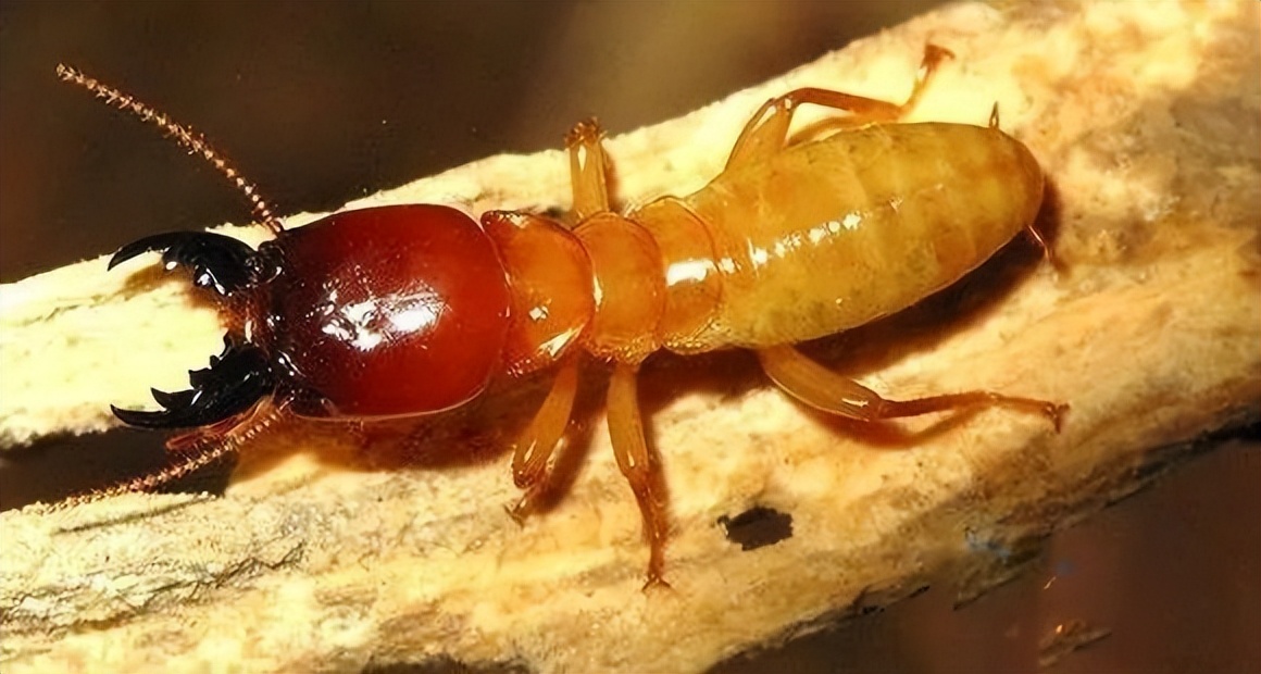 竟是为了"找对象"_繁殖_群体_蚁后