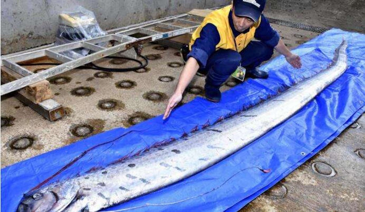 35米超大魷魚被衝上海灘嚇跑遊客為何深海多巨物