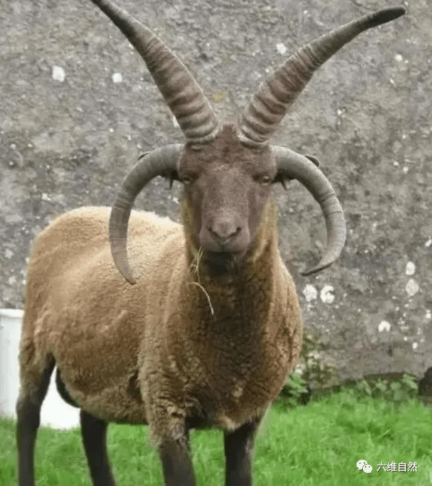 雅各伯四角羊外形很奇特,却是很普通的家畜_山羊_羊角_养殖
