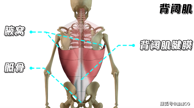 绘画教程丨性感美背绘制教程分享,背影杀手养成系~