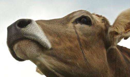 原创舌尖上的屠宰场看完这些动物流泪的照片我不想再吃肉了