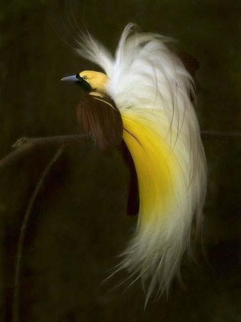 世界上最美的鸟，宛若天堂来的鸟，羽毛颜色瑰丽华美碾压孔雀