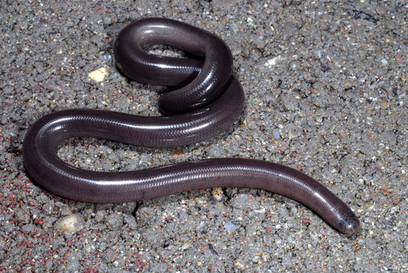 原创世界上最小的蛇盲蛇生活在阴暗角落为何深受农民的喜爱