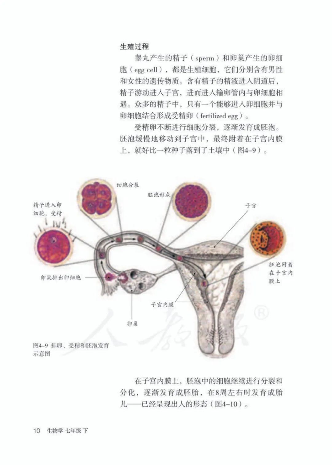 人教版七年级下册生物电子课本教材高清pdf版