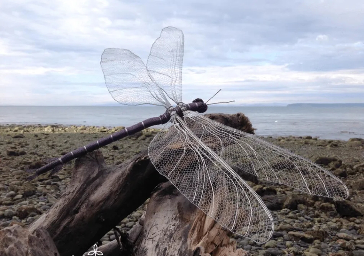 巨虫来袭蜻蜓比鸟大体长超70cm地球是否还会迎来巨虫时代
