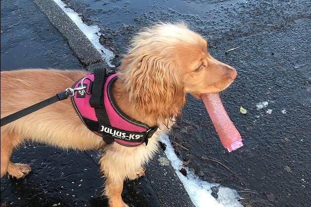 原创美国调皮小狗偷走主人情趣玩具院中兴奋啃咬惊呆女主人