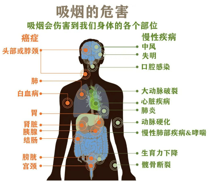 吸烟是心脑血管疾病