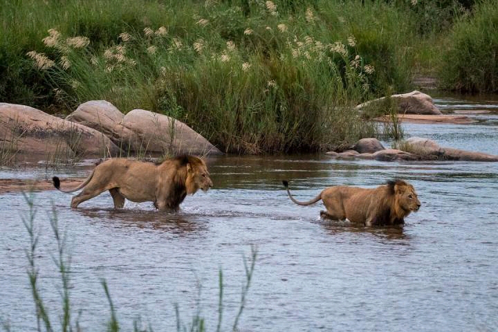 水坑四侠"希尔达"与查尔斯顿狮群的往事_盟友_阿姨_雄狮