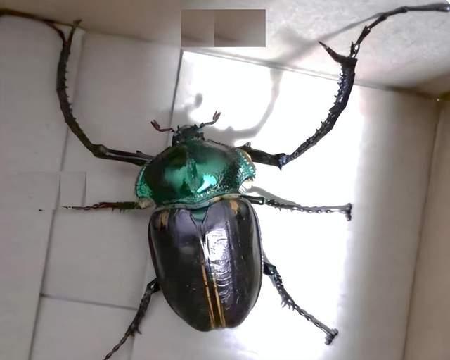 灭绝物种再次重现,四川发现巨型甲虫黄金甲,曾因含黄金被捉灭绝