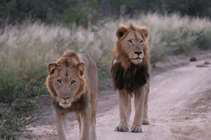水坑四侠"希尔达"与查尔斯顿狮群的往事_盟友_阿姨_雄狮