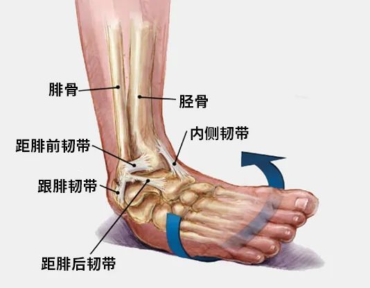 旋转,同时足外侧着地,从而导致相对薄弱的踝关节外侧副韧带受到损伤
