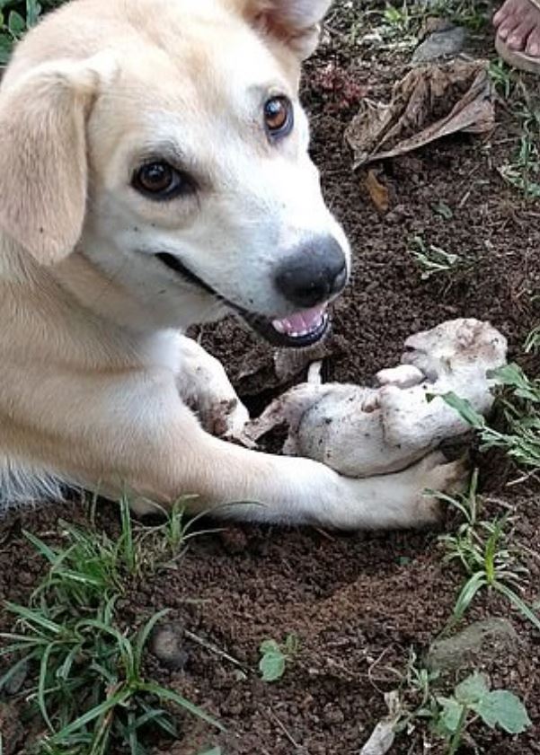 幼犬夭折主人将其埋葬,狗妈妈坚持挖出来:它没死,只是睡着了_孩子