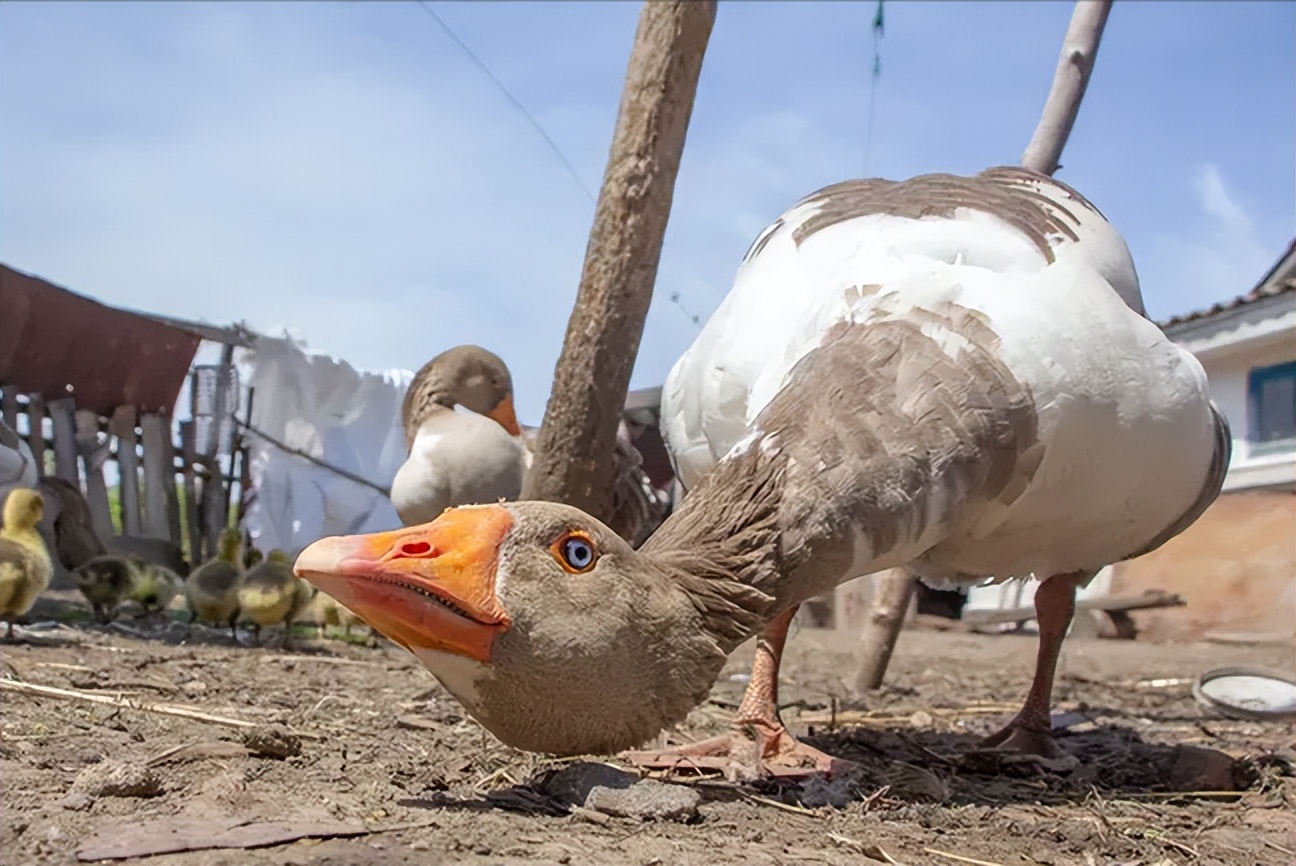 古人深信鹅粪能杀蛇,为什么说有鹅的地方蛇都跑光?