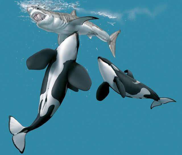 虎鲸吃大白鲨的简笔画图片