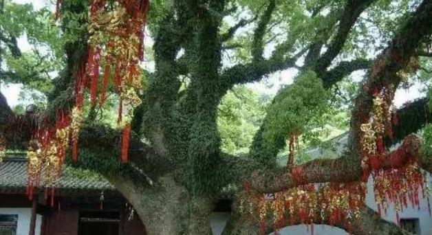 原创             浙江一棵树被称“地球独子”，全世界就一颗，警卫24小时看守