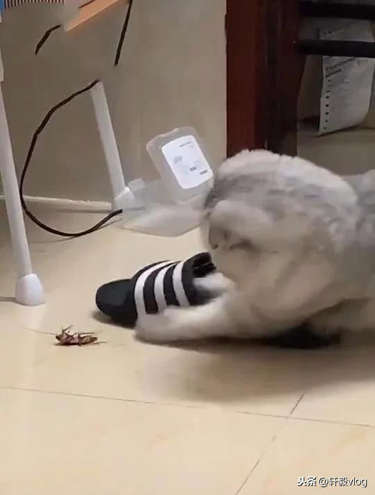 原创猫咪用爪子拎起主人的拖鞋拍蟑螂姿势熟练主人确定没成精