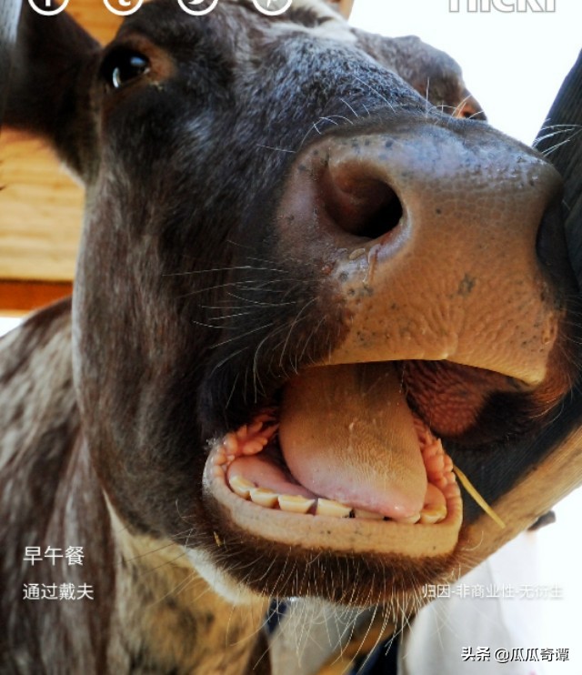 原创长有坑鬼牙齿的食草动物正方形的海星15个罕见神奇动物事实